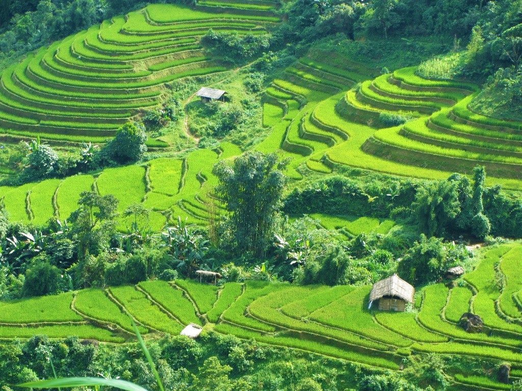 Terraced rice fields between Ha Giang & Cao Bang, northern Vietnam