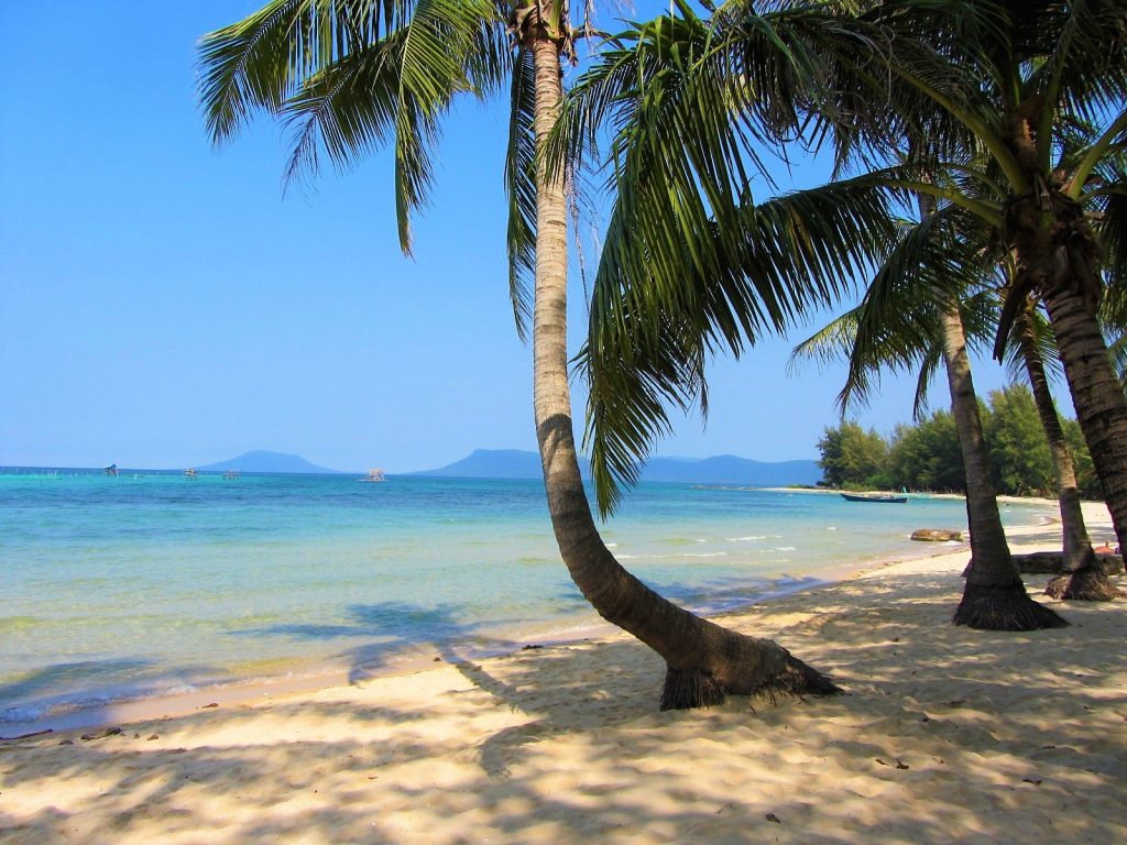 Coconut palm tree, Vietnam