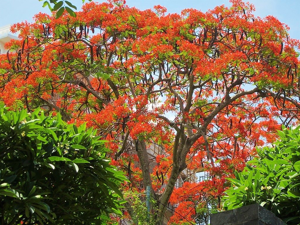 Flame tree, Vietnam