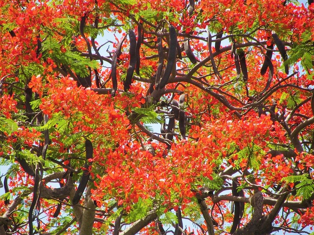 Flame tree, Vietnam