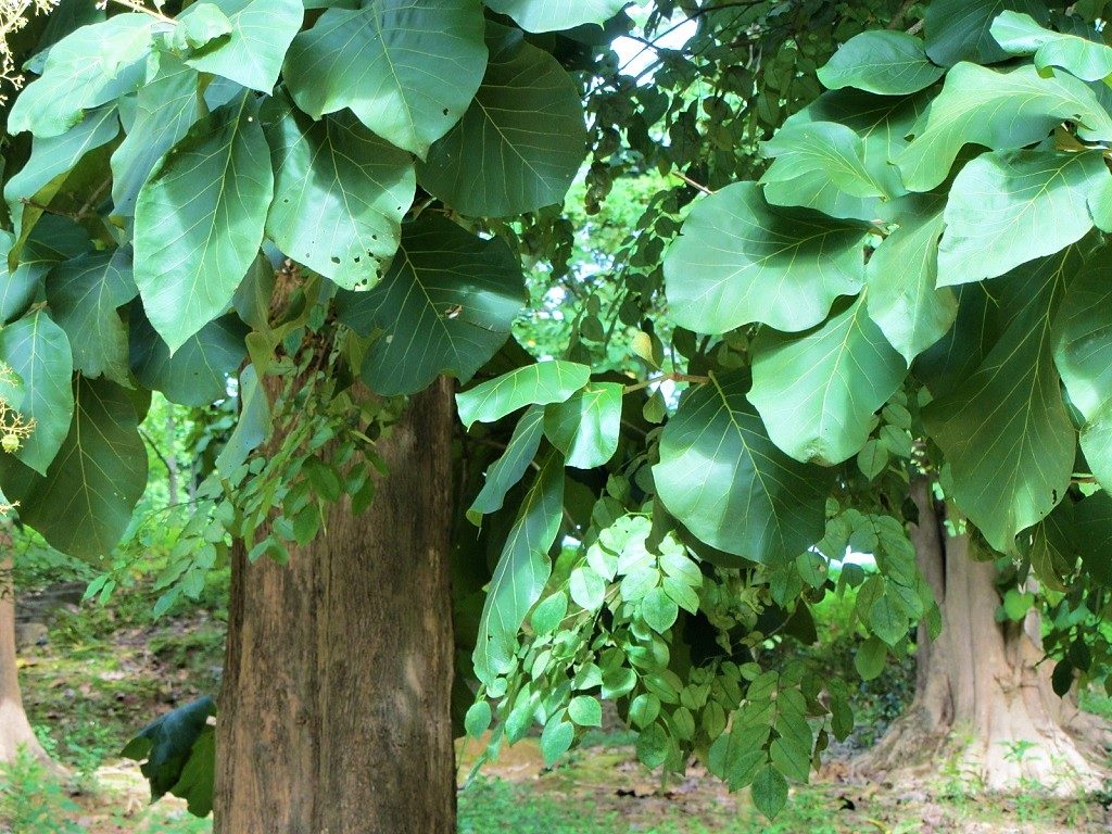 Teak tree, Vietnam