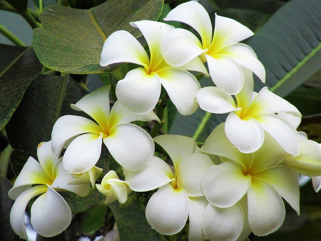 Frangipani flower, Vietnam