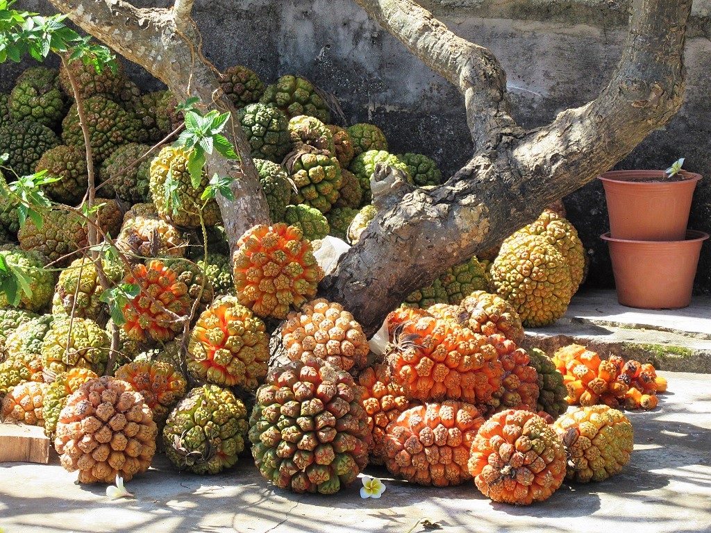 Fruit of the screwpine, Phu Quy Island, Vietnam