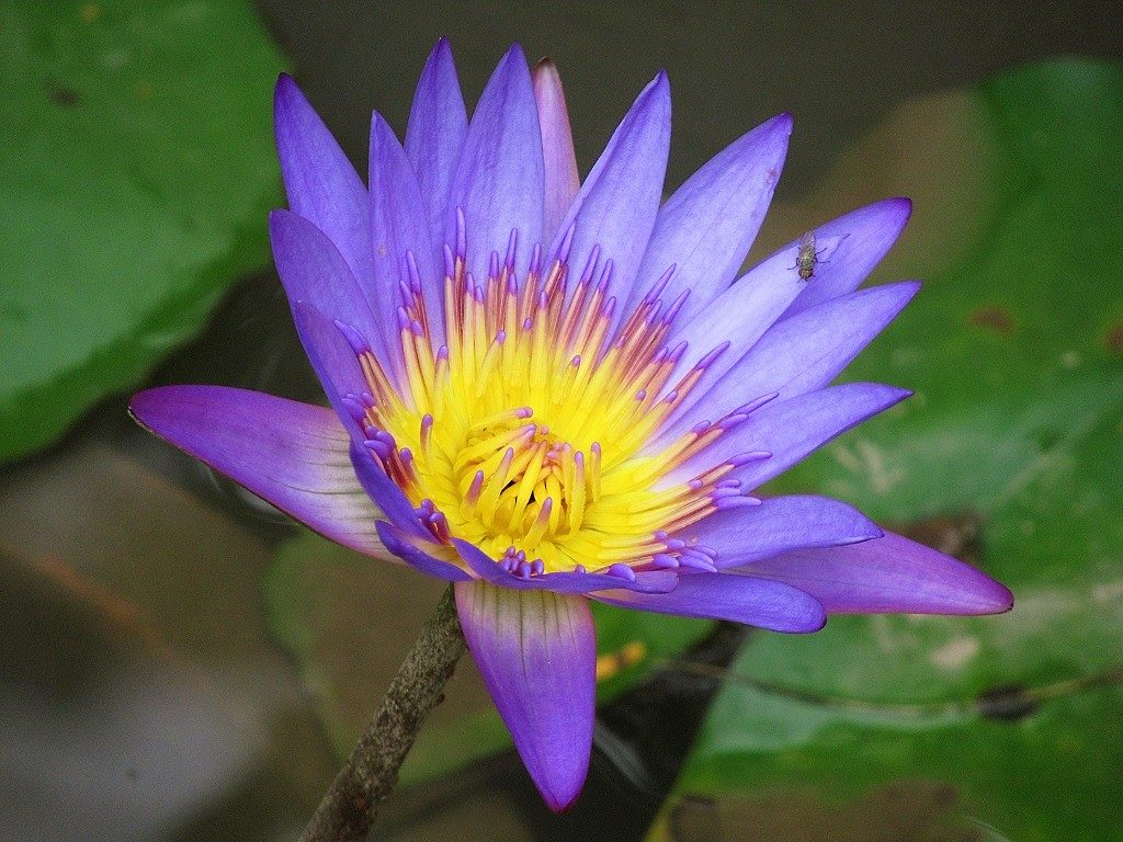 Purple water lily, Vietnam