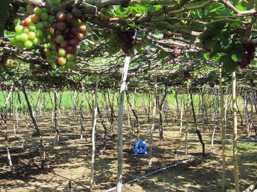 Grape vine, Ninh Thuan Province, Vietnam