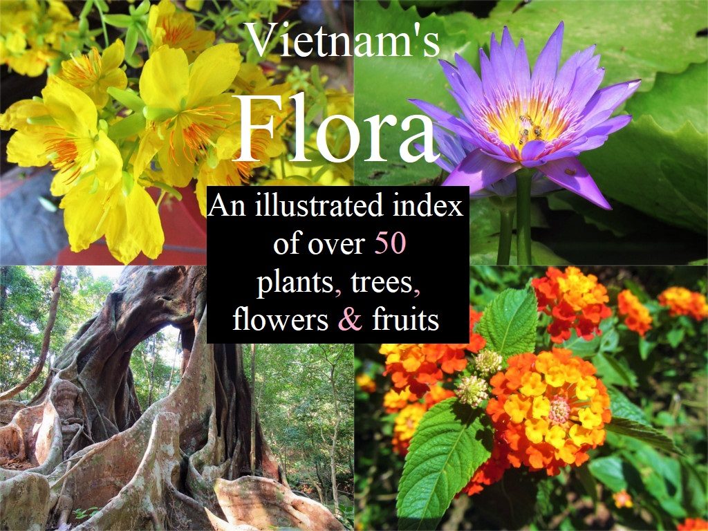 Vietnamese Flower MeaningKosh