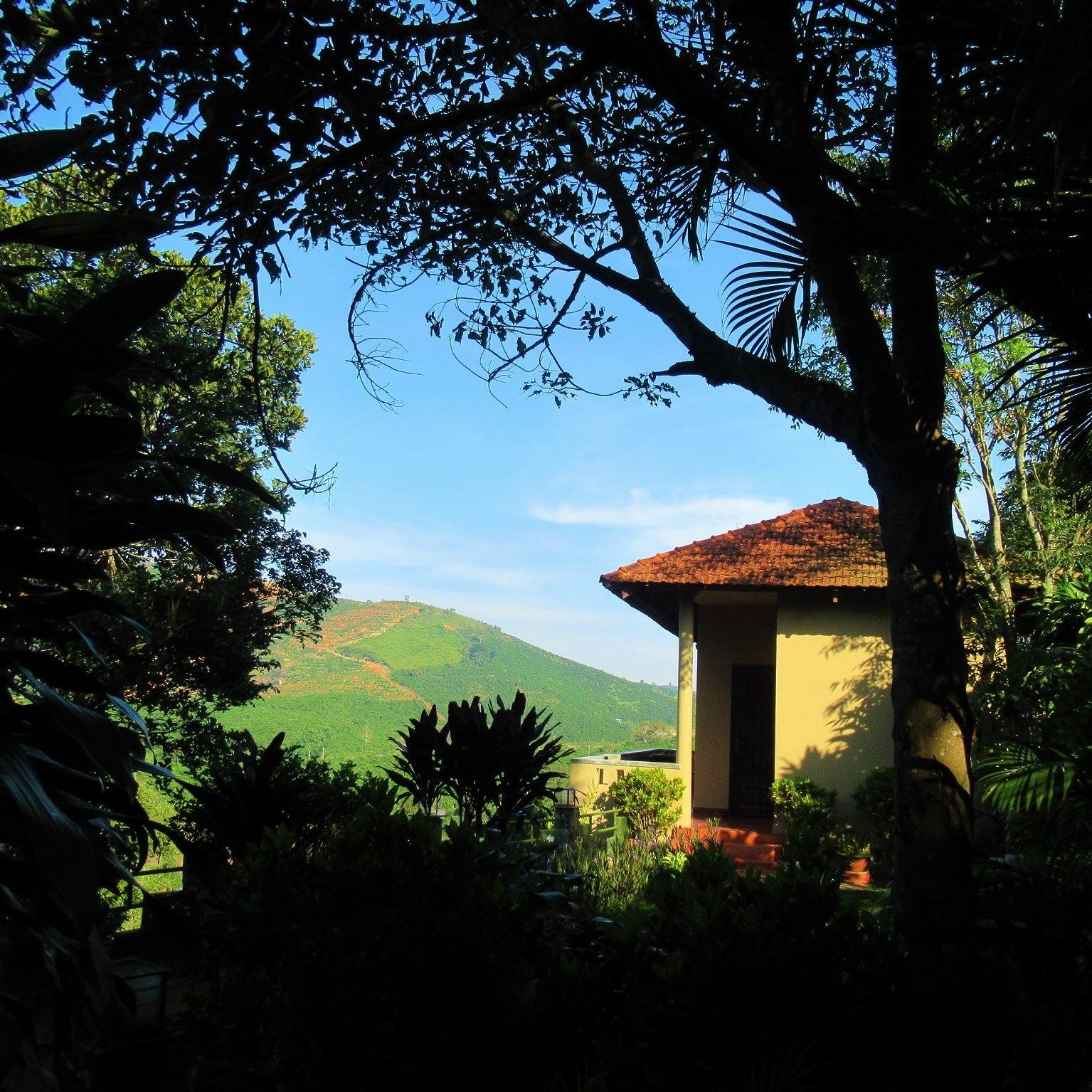 A peaceful homestay in the Di Linh plateau features lush greenery and a surrounding canopy of trees with a distant view of rolling hills under a bright blue sky.