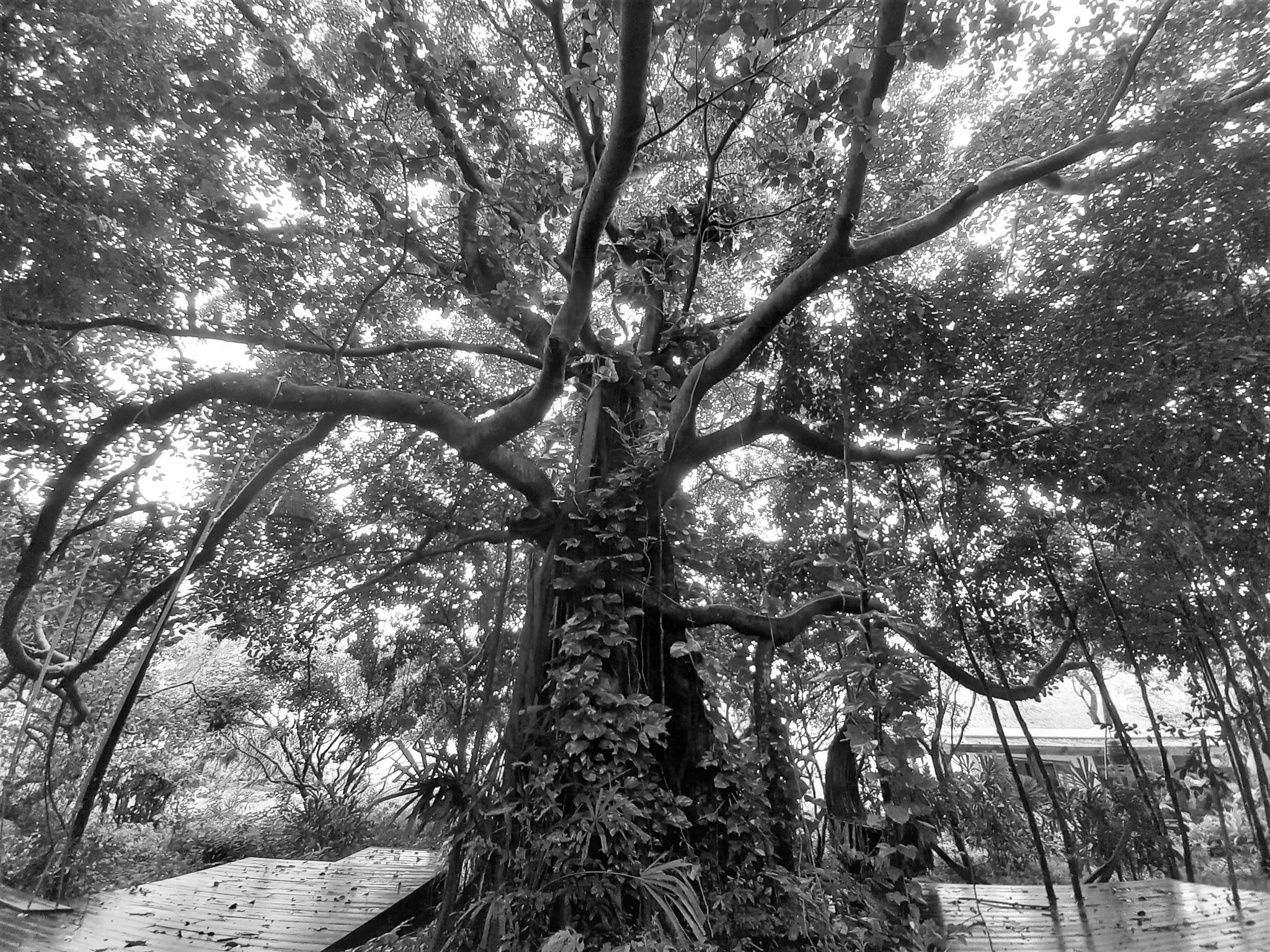 Ode to a Banyan Tree – Vietnam Coracle – Independent Travel Guides to ...