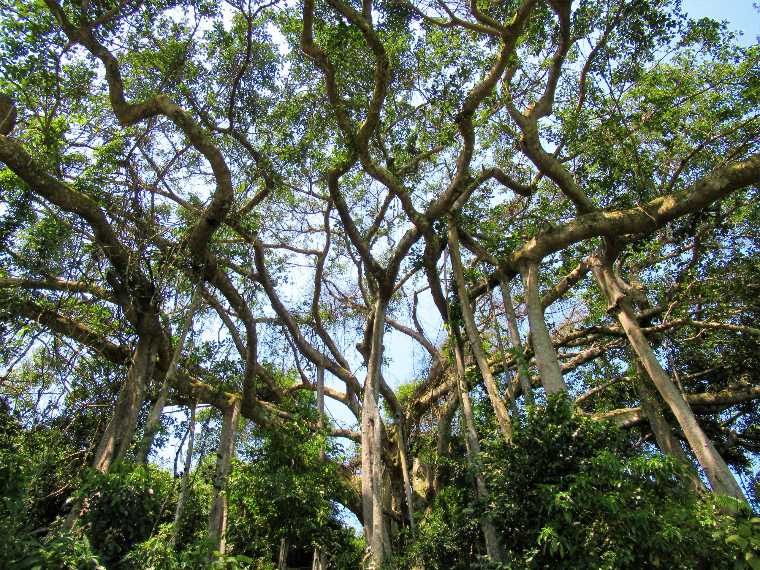 800 year-old banyan tree, Son Tra, Danang, Vietnam