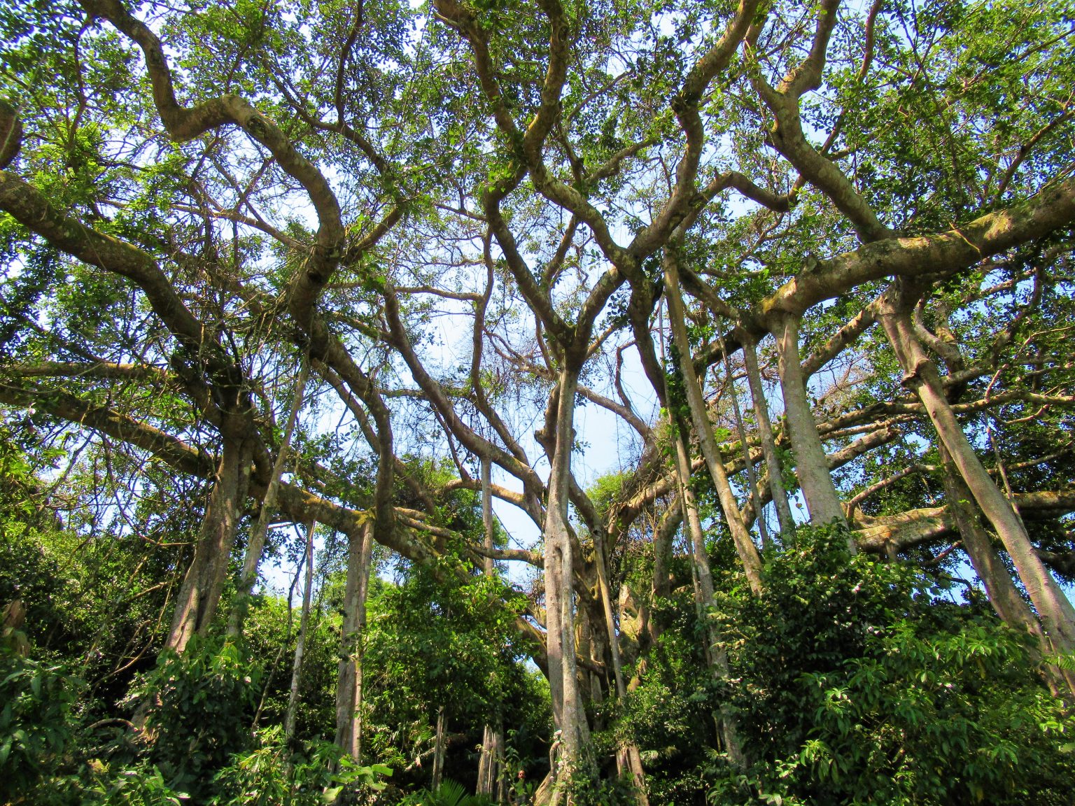 Ode to a Banyan Tree – Vietnam Coracle – Independent Travel Guides to ...
