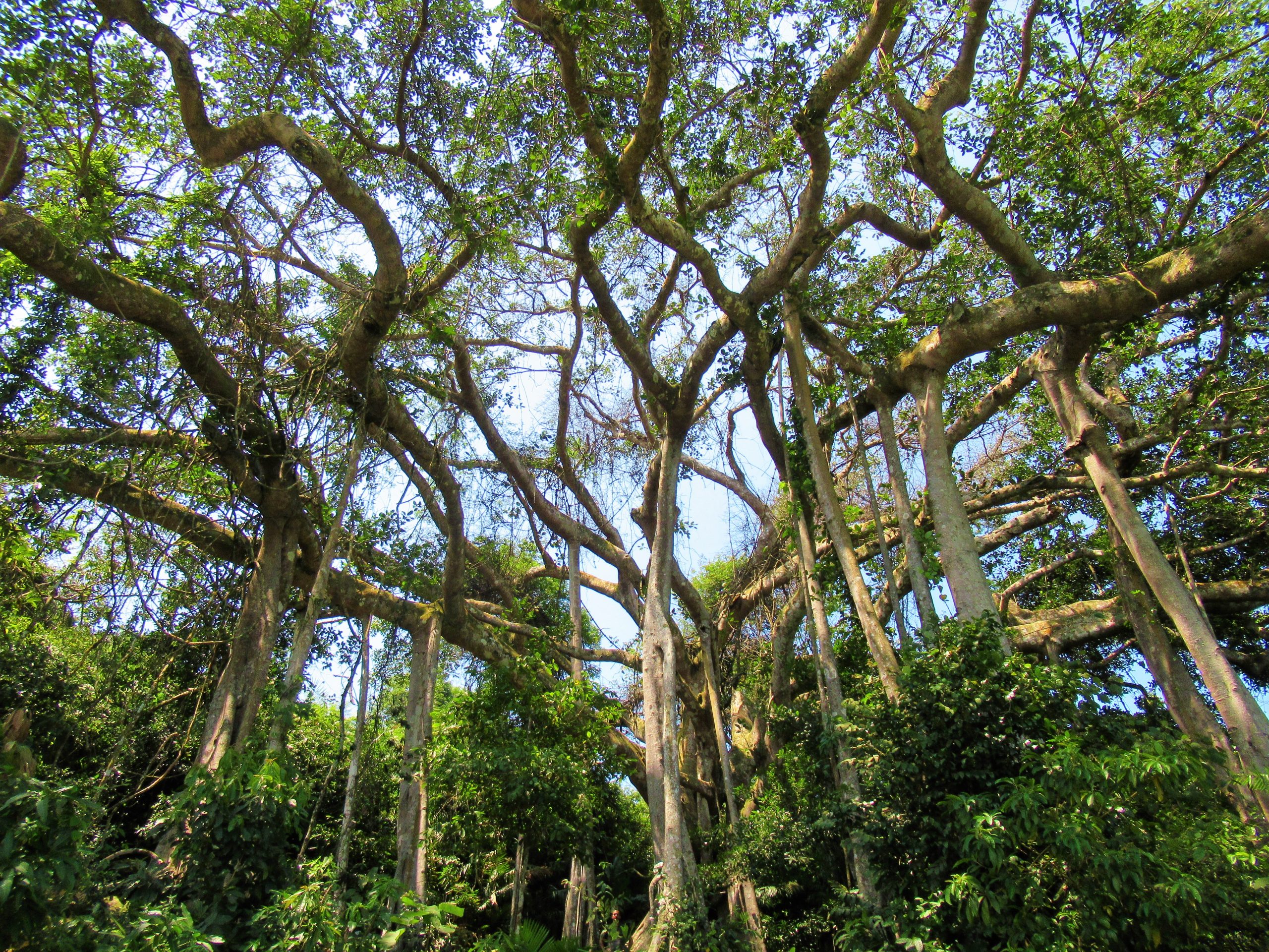 800 year-old banyan tree, Son Tra, Danang, Vietnam