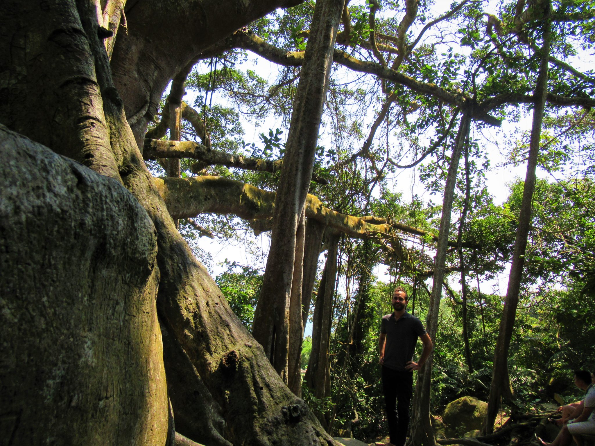 Ode to a Banyan Tree – Vietnam Coracle – Independent Travel Guides to ...