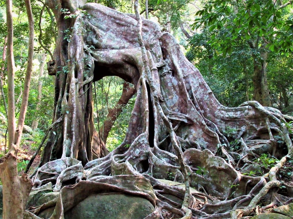 Ode to a Banyan Tree – Vietnam Coracle – Independent Travel Guides to ...
