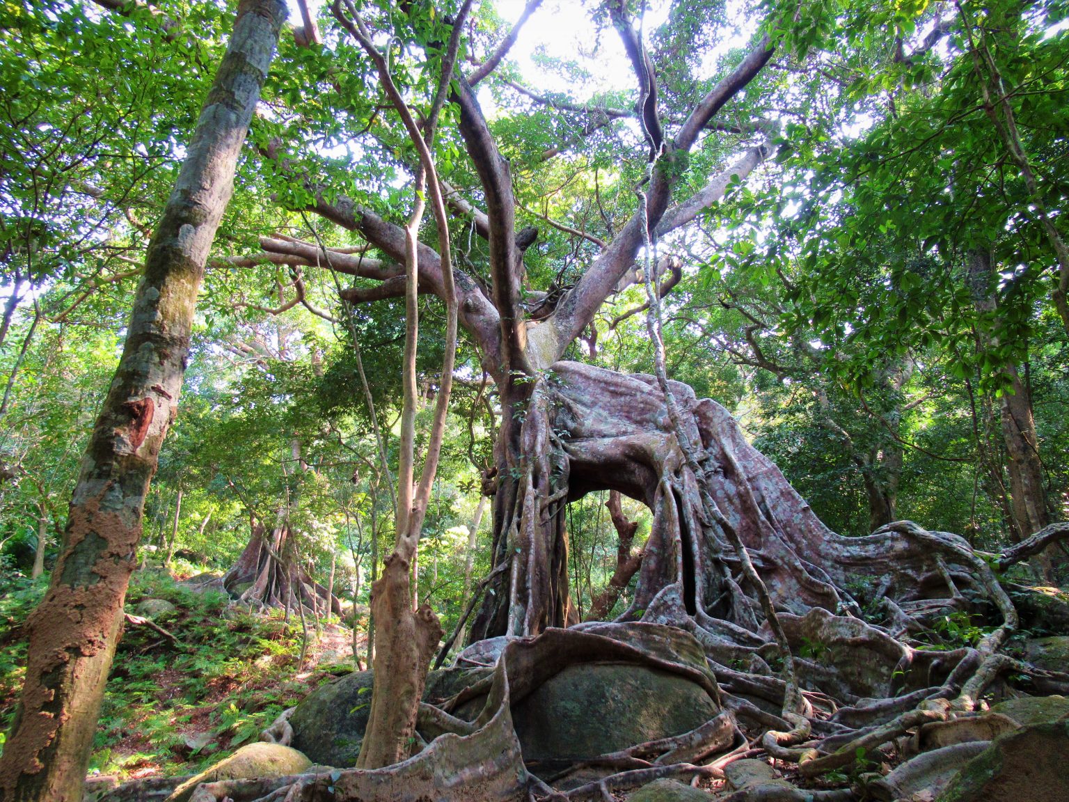 Ode to a Banyan Tree – Vietnam Coracle – Independent Travel Guides to ...