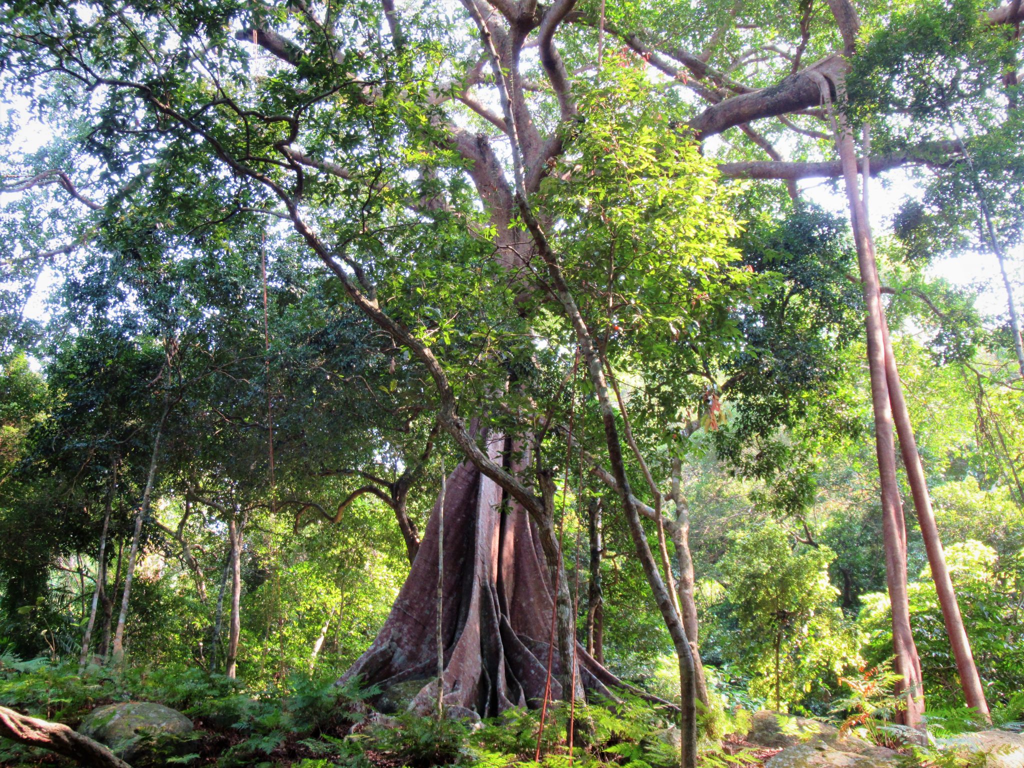 Ode to a Banyan Tree Vietnam Coracle Independent Travel Guides to