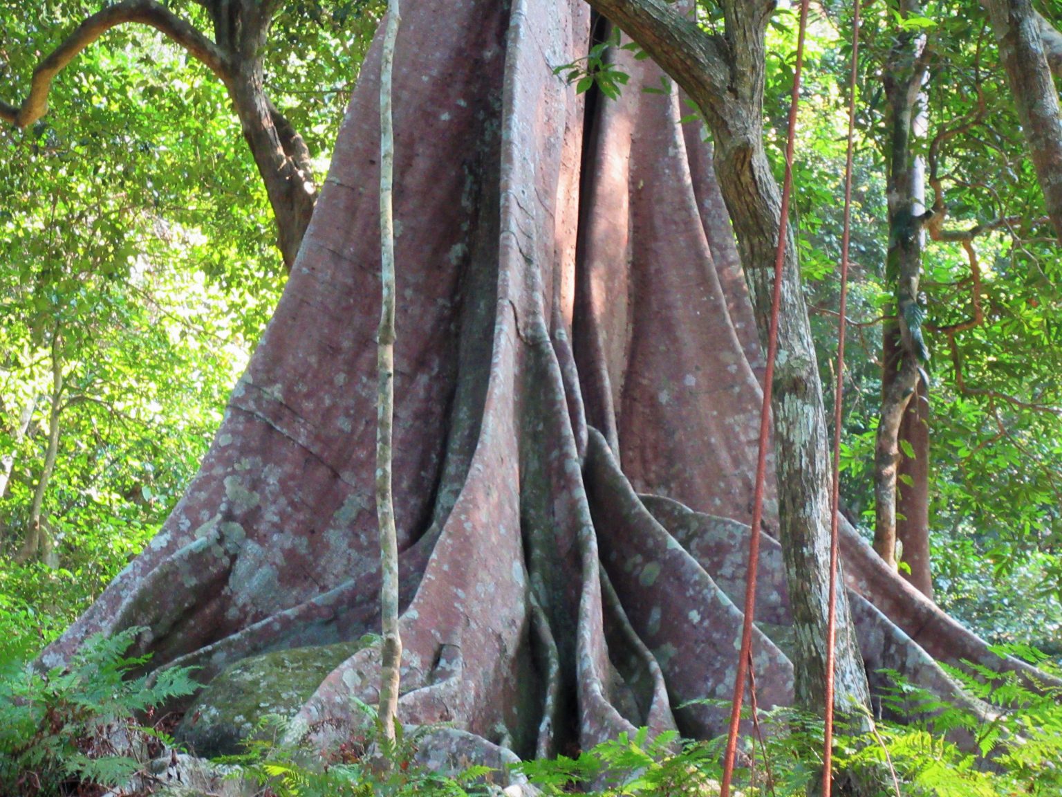 Ode to a Banyan Tree – Vietnam Coracle – Independent Travel Guides to ...
