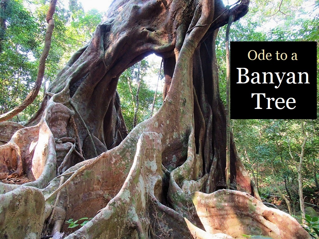 Ode to a Banyan Tree