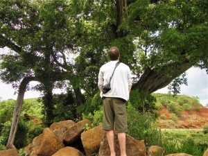 Ode to a Banyan Tree – Vietnam Coracle – Independent Travel Guides to ...