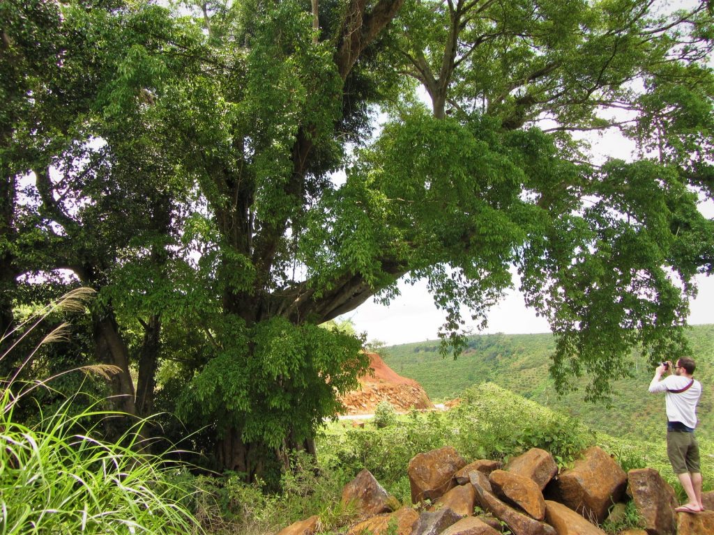 Ode to a Banyan Tree – Vietnam Coracle – Independent Travel Guides to ...