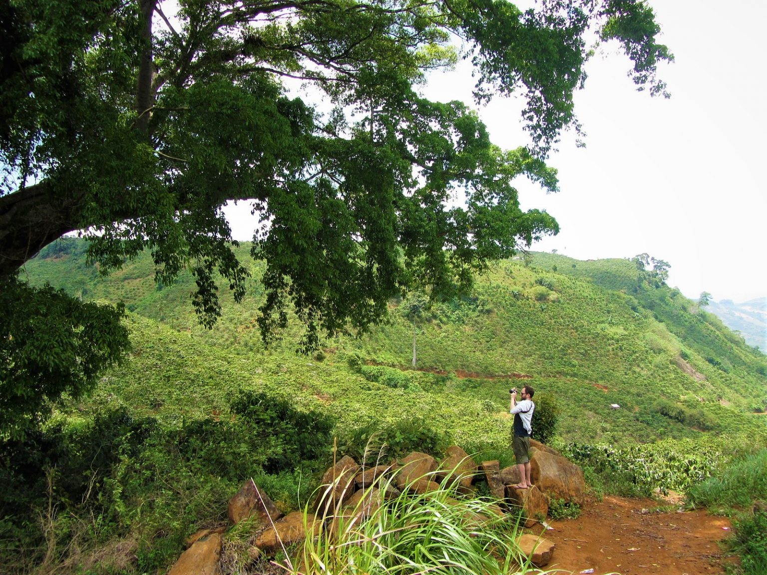 Ode to a Banyan Tree – Vietnam Coracle – Independent Travel Guides to ...