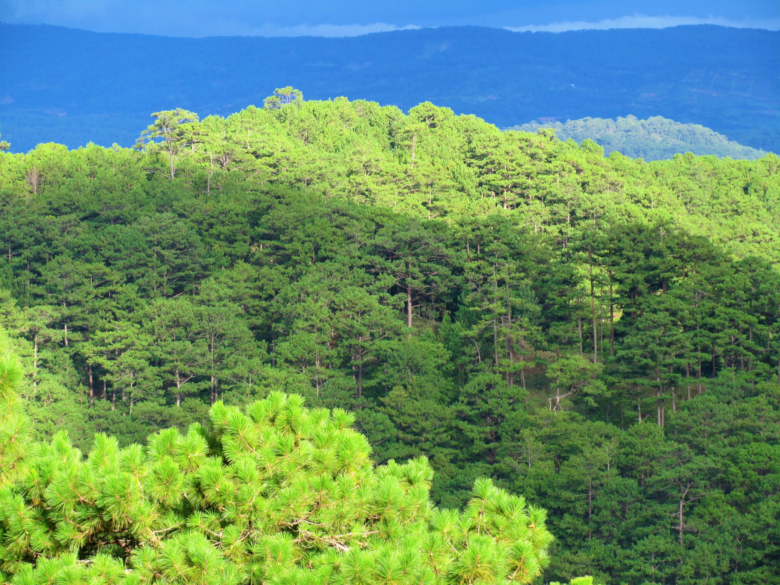 Pine forests, Dalat, Vietnam