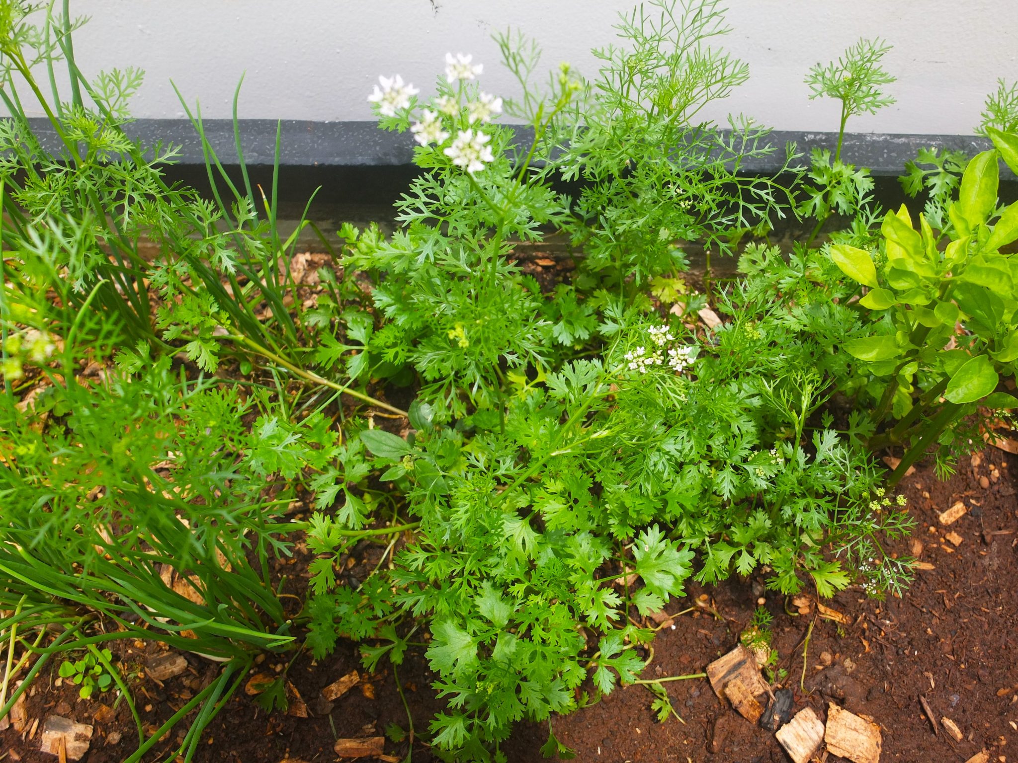 Fresh Herbs & Spices in Vietnamese Food Vietnam Coracle Independent