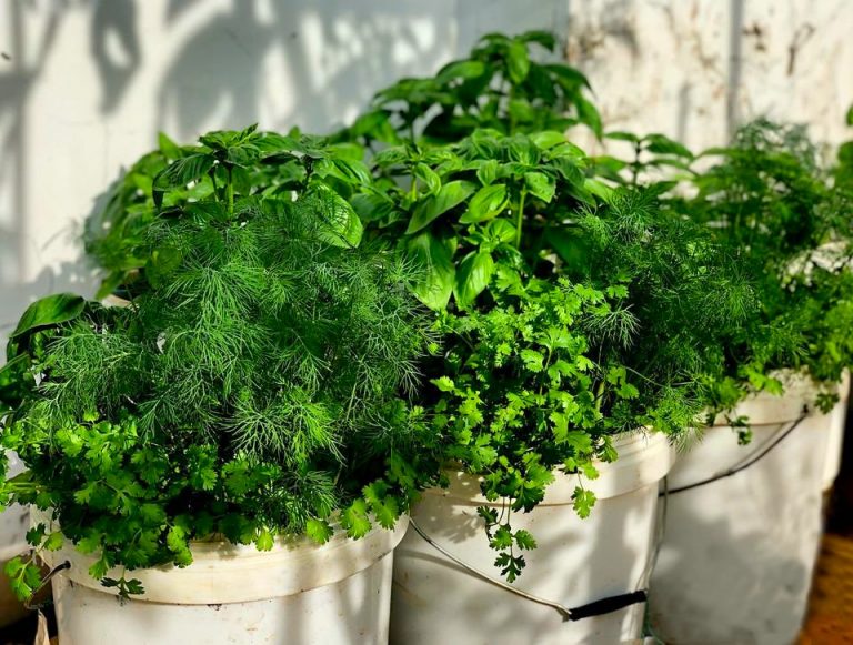 Fresh Herbs & Spices in Vietnamese Food Vietnam Coracle Independent