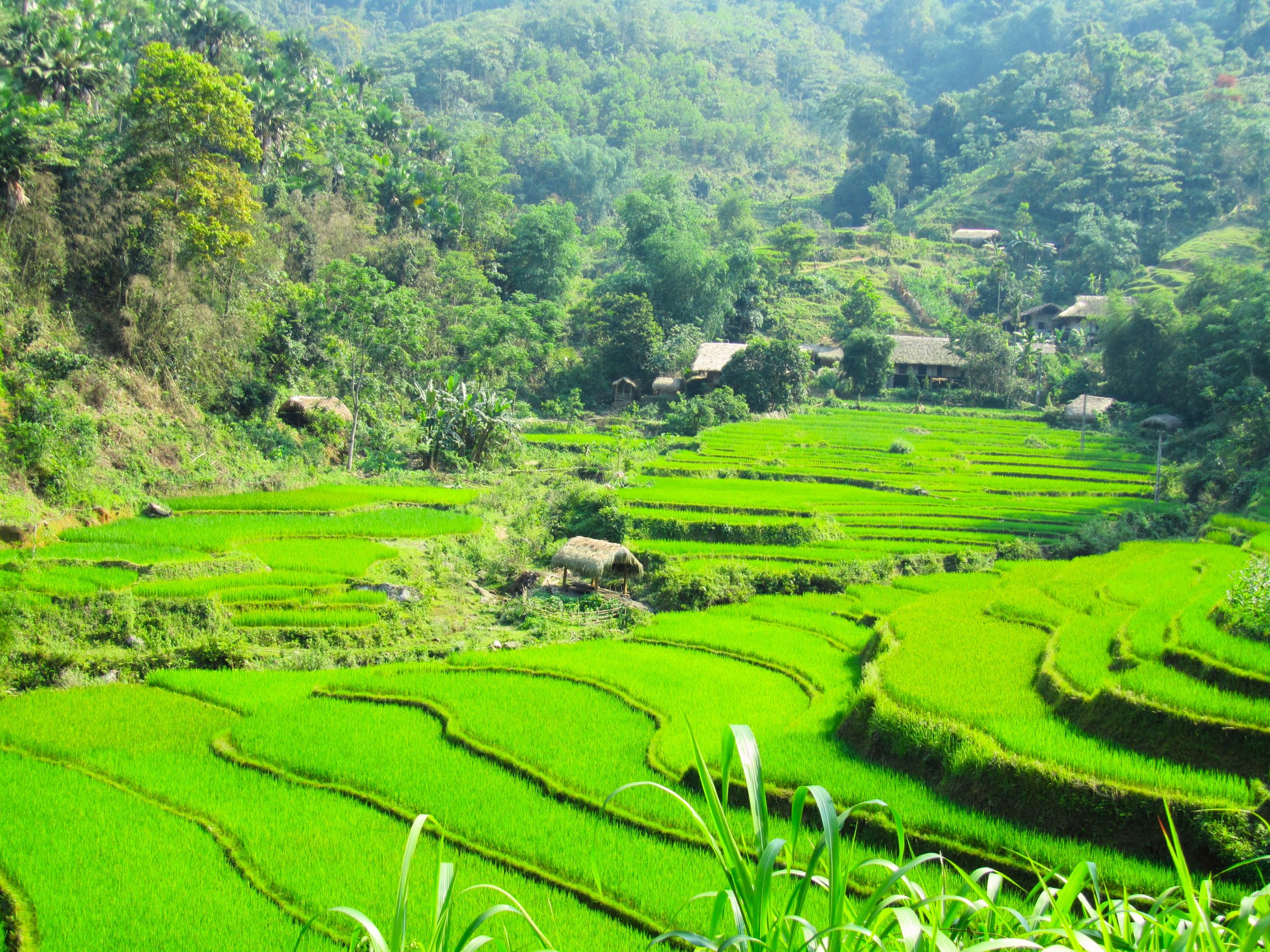 Rice Terraces of Northern Vietnam