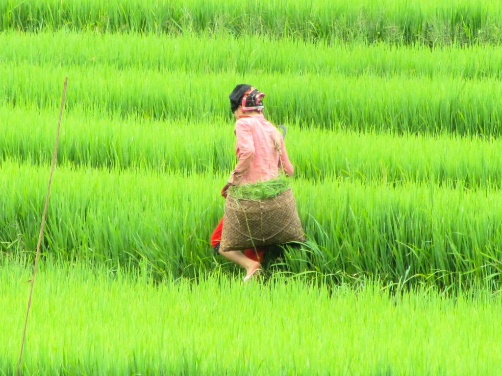 Rice Terraces of Northern Vietnam – Vietnam Coracle – Independent ...