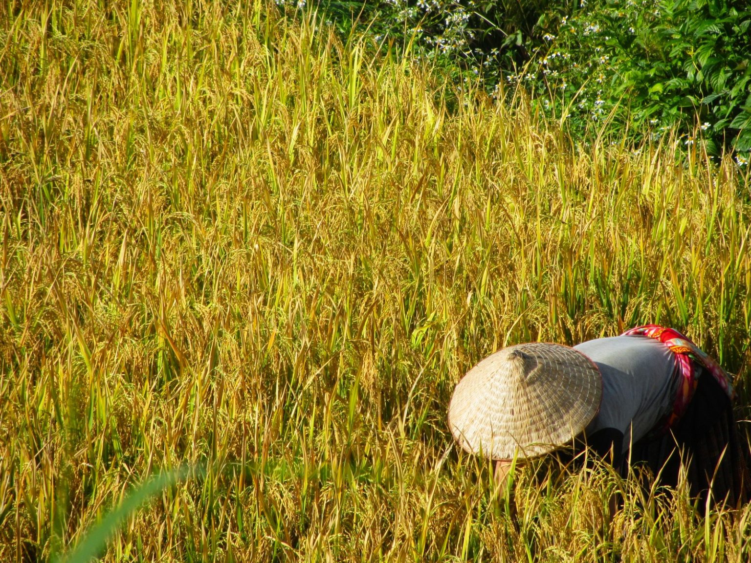 Rice Terraces of Northern Vietnam – Vietnam Coracle – Independent ...