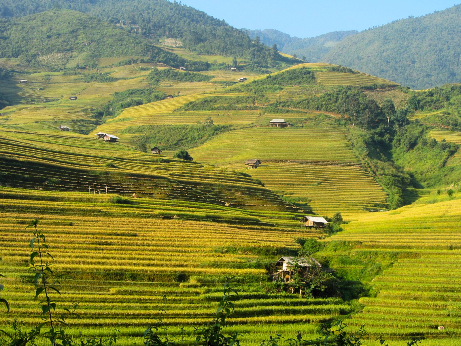 Rice Terraces of Northern Vietnam