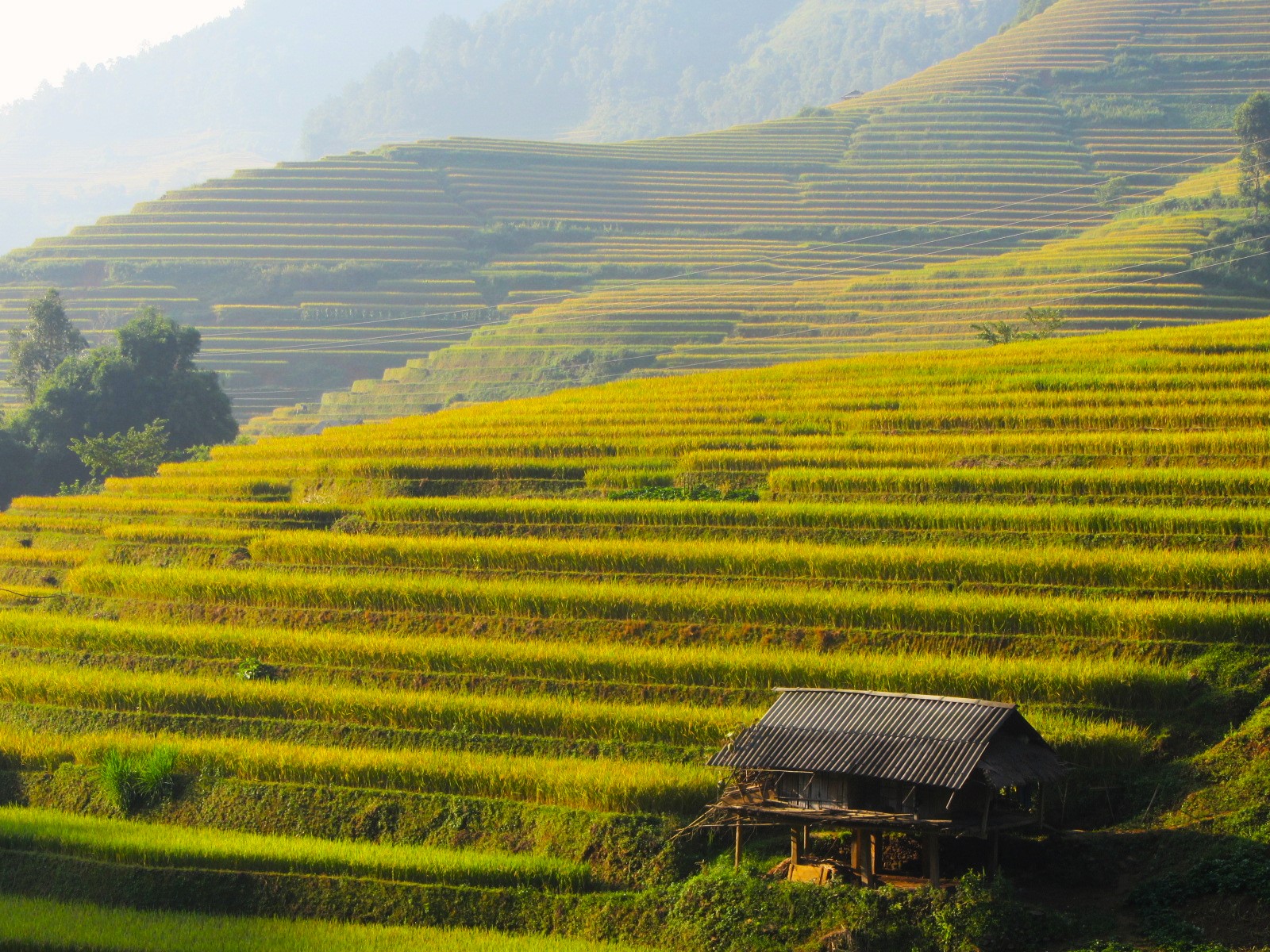 Rice Terraces of Northern Vietnam