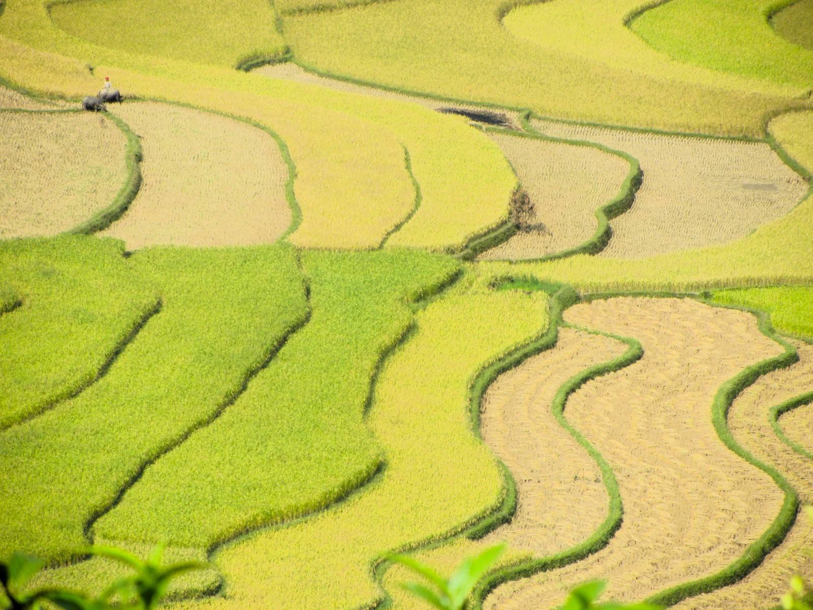 Rice Terraces of Northern Vietnam