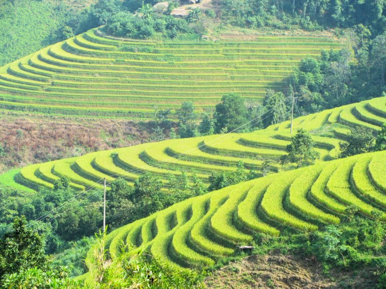 Rice Terraces of Northern Vietnam – Vietnam Coracle – Independent ...