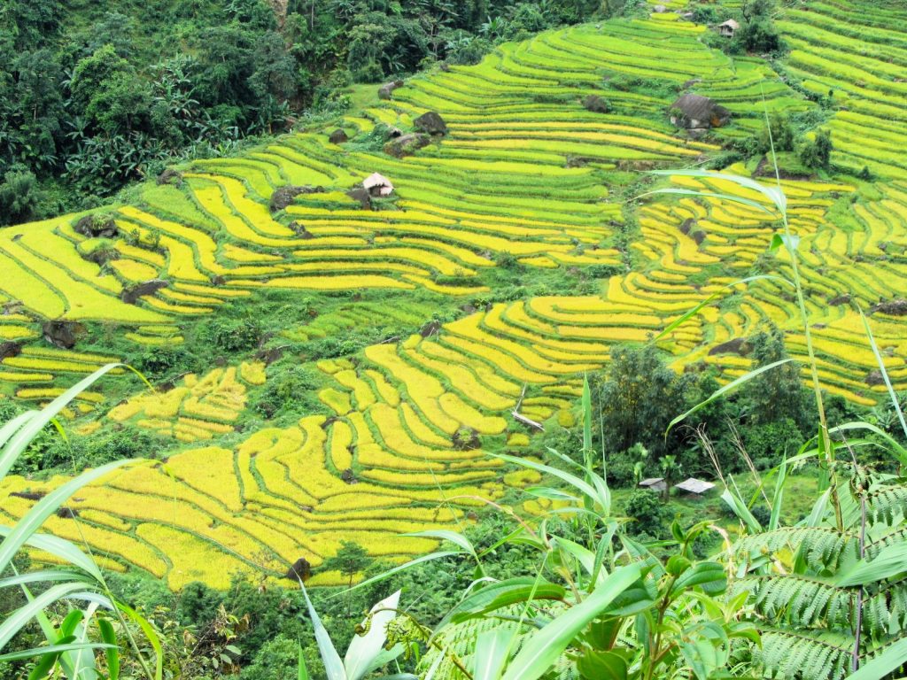 Rice Terraces of Northern Vietnam – Vietnam Coracle – Independent ...