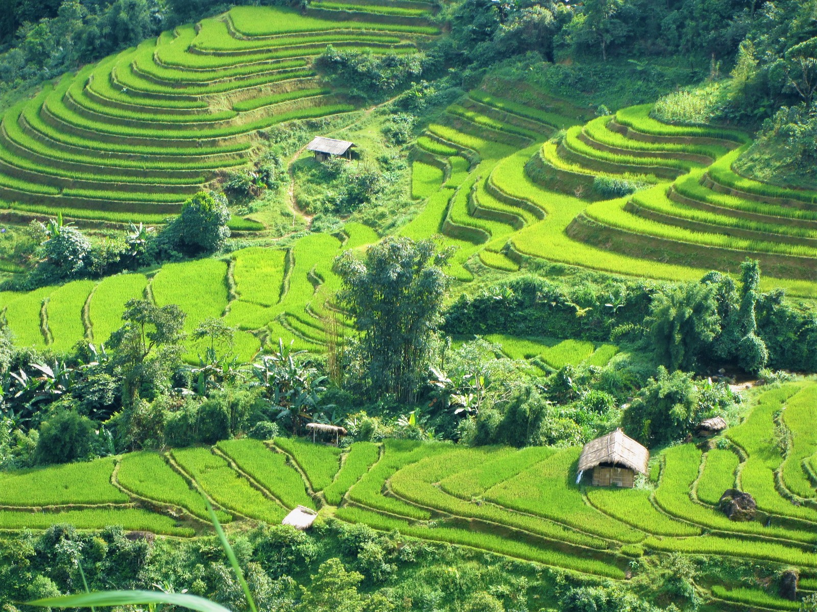 Rice Terraces of Northern Vietnam