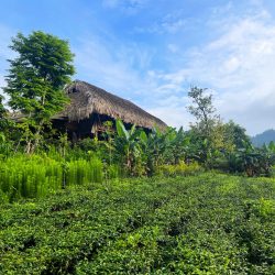 Đom Đóm Farm, Independent Review, Thái Nguyên, Vietnam